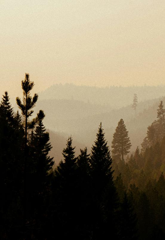 Stock image of tree covered mountains with an orange haze over it